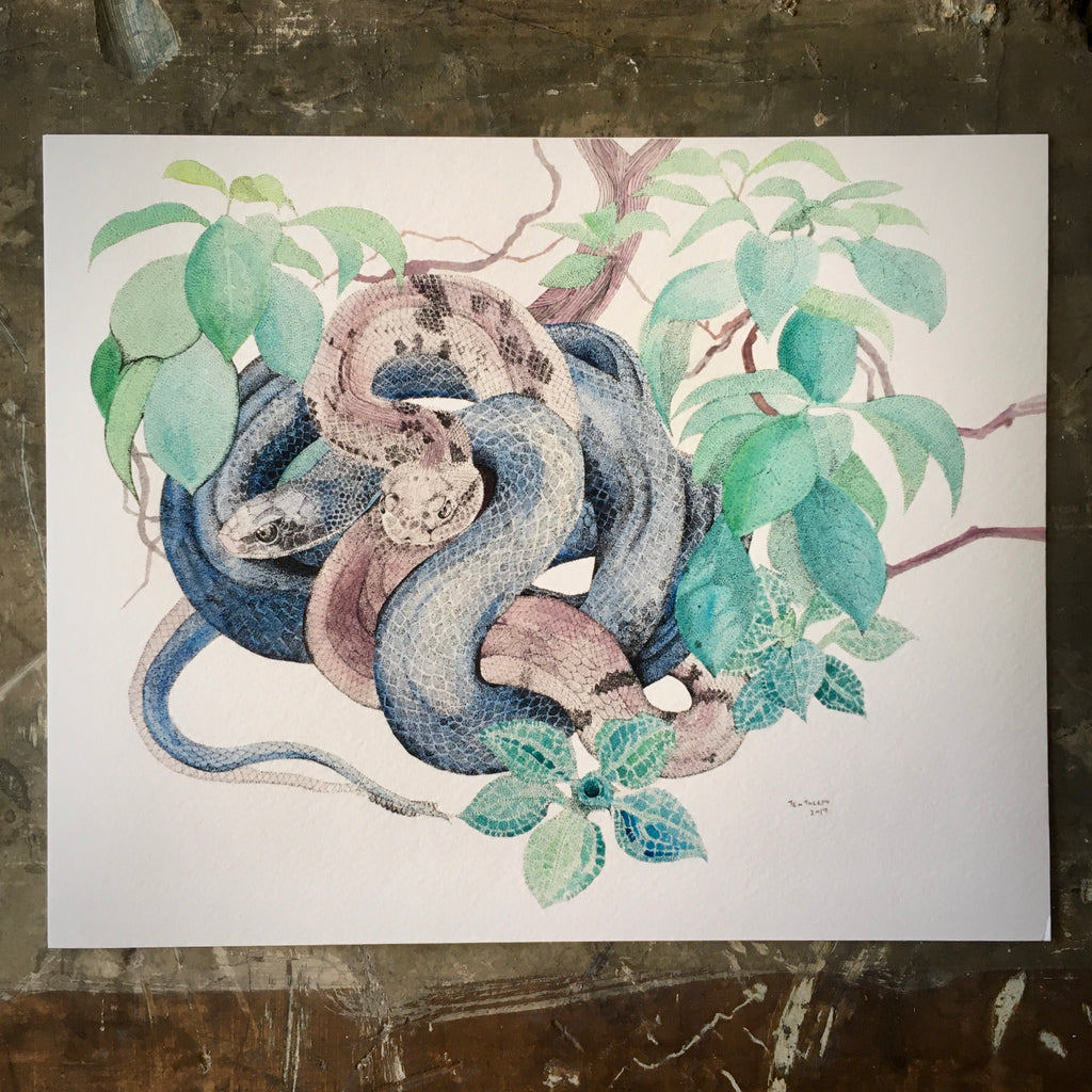 Black Snake, Timber Rattler, Mountain Laurel & Rattlesnake Lily - Archival Print