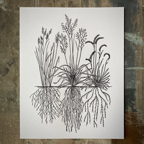 Native Grasses - Print