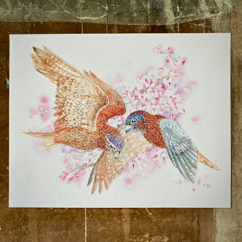 Sparrow Hawks - Print