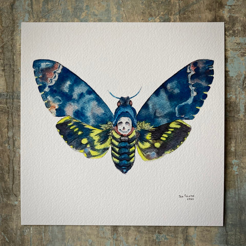 Deaths Head Hawk Moth - Print