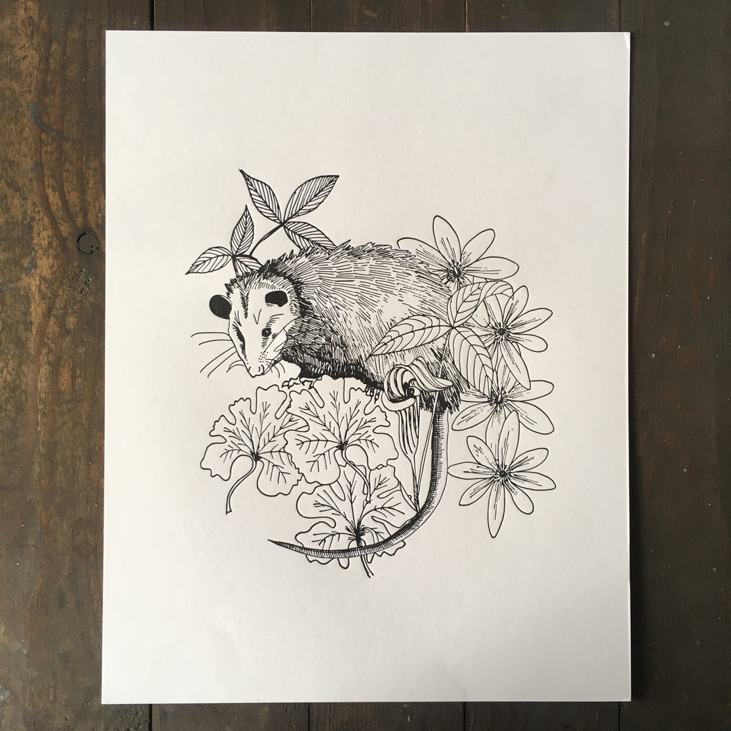 Possum With Native Plants - Print